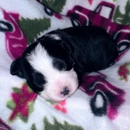 Opie - Black and white male Aussiedoodle puppy in Missouri from Mini AussieDoodles on Meadow Lane