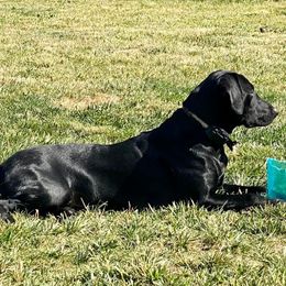 Sage - Labrador Retriever