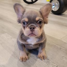Boy 2 - French Bulldog puppy in Los Angeles, California from Kingz Frenchies