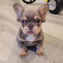 Boy 2 - French Bulldog puppy in Los Angeles, California from Kingz Frenchies