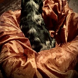 Aussiedoodle Puppies from Hills Barkery