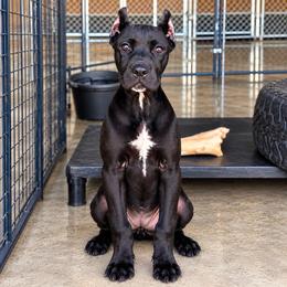 Bunny - Black female Cane Corso puppy in Trenton, Texas from Trained To Go Corso Kennels (T.T.G. Corso Kennels)