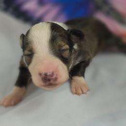 G-2 - Sable and white female Shetland Sheepdog puppy in Citra, Florida from Southpaw Herders LLC