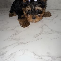 Cali - Black and gold female Yorkshire Terrier puppy in Maple Heights, Ohio from Yorkiesllc