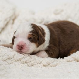 Cedar - male Australian Mountain Doodle puppy in Cortez, Colorado from Sassy Pants Pups