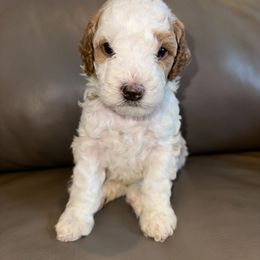 Goldendoodle Puppies from Gracious Doodle Dogs