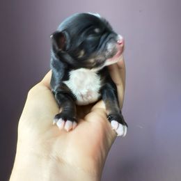 Baby - Black tri-color female Aussiedoodle puppy in Bakersfield, California from Annie's Aussies