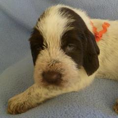 Spinoni Italiani from Amico Peloso Spinoni