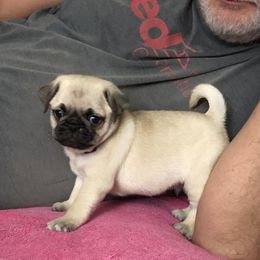 Pug Puppies from Rugs & Pugs