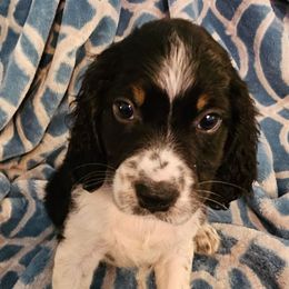 Orange collar - Black white and tan female English Springer Spaniel puppy in Anderson, South Carolina from Hembree Creek Springers
