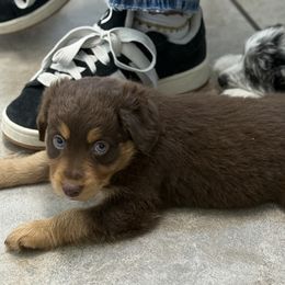 Aussiedoodle Puppies from Navarro Royal Pups