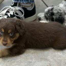 Aussiedoodle Puppies from Navarro Royal Pups