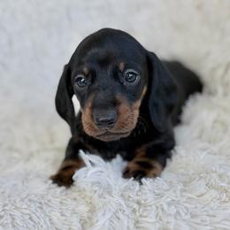 Enzo - Black and tan male Dachshund puppy in Crystal, Michigan from Mare-Bella Smoothcoat Edition
