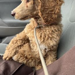 Pink collar - Apricot female Poodle puppy in Bakersfield, California from Lucky 7 Litter
