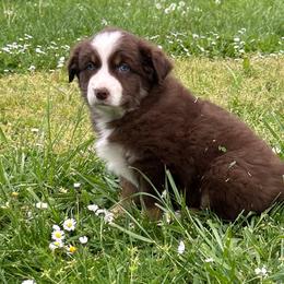 Callie - Red tri female Miniature Australian Shepherd puppy in Lebanon, Oregon from Two Pines Mini Aussies