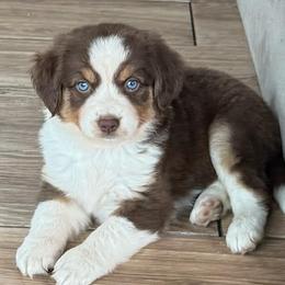 France - Red tri-color female Miniature American Shepherd puppy in New Boston, New Hampshire from Painted Pup Australian Shepherds