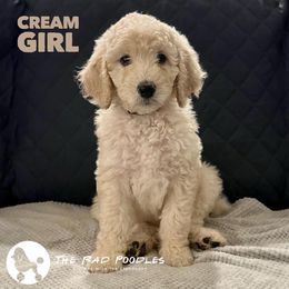 Poodle Puppies from The Rad Poodles