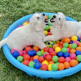 Golden Retriever and Jack Russell Terrier Puppies from Shelby Burleson's Golden Retrievers and Jack Russell Terriers