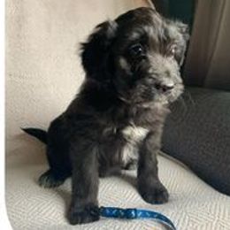 Aussiedoodles from Gruer Doodles