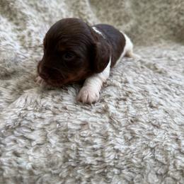 Tank - Piebald male Dachshund puppy in North Fort Myers, Florida from Trust Fund Devil Kennel