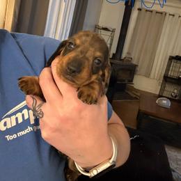 Blue Collar - Dapple male Dachshund puppy in La Pine, Oregon from RoseDox Dachshunds