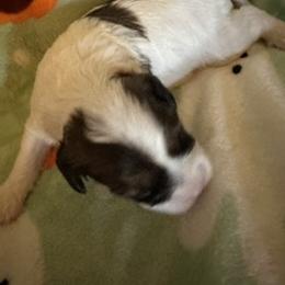 Travis - White male Cavapoo puppy in St. Louis, Missouri from Sweet Snuggles Cavapoos