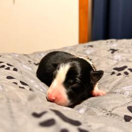 Ponyboy - Tri-color male Border Collie puppy in Franklin, Maine from Broad Meadow Borders