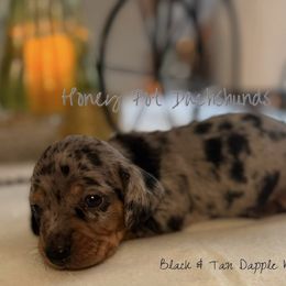 Jeb - Dapple male Dachshund puppy in Glen Saint Mary, Florida from 🍯 Honey Pot Dachshunds 🐾