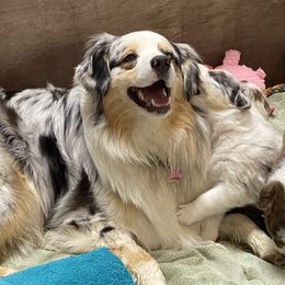 Australian Shepherd Puppies from Big Sky Aussies