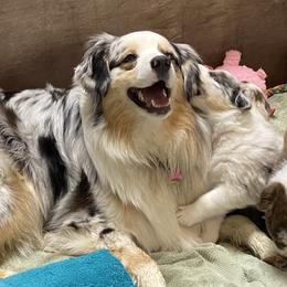 Australian Shepherd Puppies from Big Sky Aussies