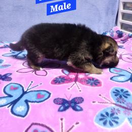 Matthew Blue Collar - Black and red male German Shepherd puppy in Bedias, Texas from TiPi S Ranch's German Shepherds
