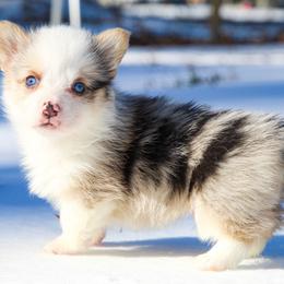 Dumbo - male Pembroke Welsh Corgi puppy in Star City, Arkansas from T4 Farms