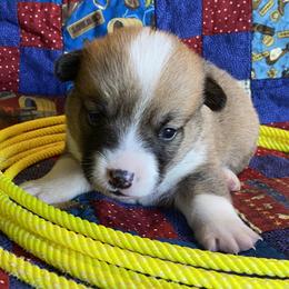 Boy 2 - Pembroke Welsh Corgi puppy in Brigham City, Utah from LL Corgi Co