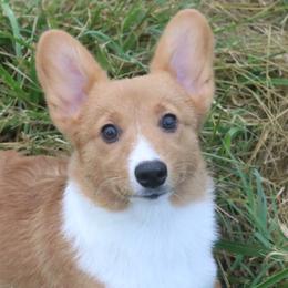 Tempest - Sable female Pembroke Welsh Corgi puppy in Fayetteville, Arkansas from Intergalactic Corgis