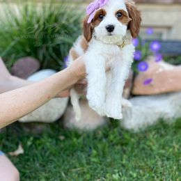 Bernedoodle and Cavapoo Puppies from Wonderful World Doodles