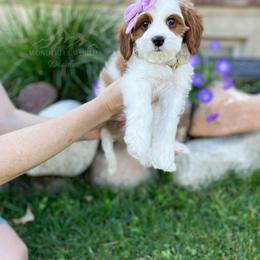 Bernedoodle and Cavapoo Puppies from Wonderful World Doodles