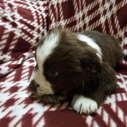 Boy 3 - Red tri male Miniature Australian Shepherd puppy in New Plymouth, Idaho from D & L Mini Aussies