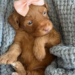 A-Peach Girl - Red  female Goldendoodle puppy in Lewisville, Texas from Texas Goldendoodle Lovers