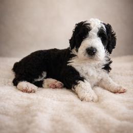 Nick - Black and white male Sheepadoodle puppy in Tennessee, Illinois from The Artman Family