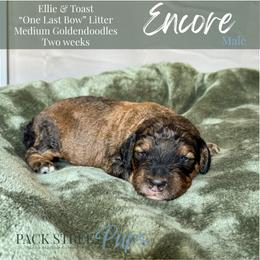Encore - Phantom male Goldendoodle puppy in Paxville, South Carolina from Pack Street Pups