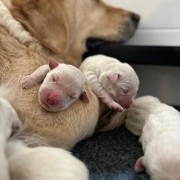 Mr. Shark - Light golden male Golden Retriever puppy in Midlothian, Texas from Brightest Days