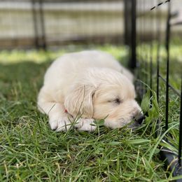 Bunny - Light golden female Golden Retriever puppy in Pittsgrove, New Jersey from Journeyman Goldens