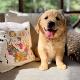 Miss Purple - Golden female Golden Retriever puppy in Ohatchee, Alabama from The Golden Life