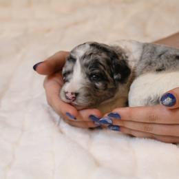 Aussiedoodle Puppies from Aspen River Doodles