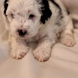 Bernedoodle Puppies from Florida Mini Bernedoodles