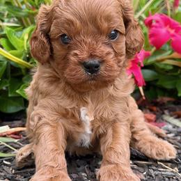 Tex - Red male Cavapoo puppy in Whitehouse, Texas from Primrose Pups