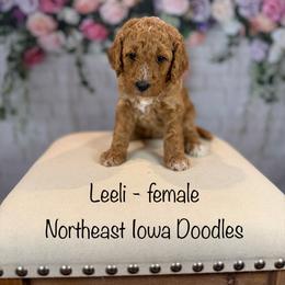 Leeli - Apricot female Goldendoodle puppy in Cedar Falls, Iowa from Northeast Iowa Doodles