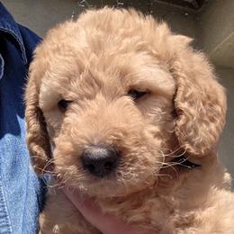 Willow (black collar) - Apricot male Double Doodle puppy in Oceanside, California from Strong Mountain Doodles