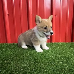 Lillie - White and red female Pembroke Welsh Corgi puppy in Fayetteville, Tennessee from Sulphur Springs Corgis