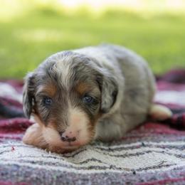 Valka - Blue merle female Aussiedoodle puppy in Mountain Home, Arkansas from Amos and Oak Doodles